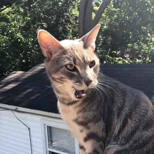 Meet your Posher, Taye